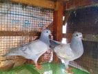 Pigeon