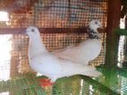 Pigeon