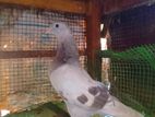 Pigeon