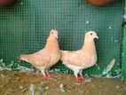 Pigeon