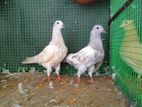Pigeons