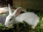 Rabbit