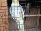 Cockatiel Bird