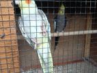 Cockatiel Birds