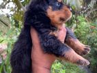 Rottweiler Puppy