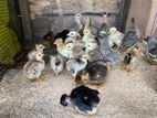 Farm Chicks