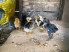 Farm Chicks