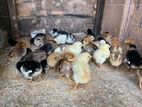 Farm Chicks