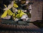Love Birds