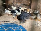 Farm Chicks