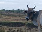 Farm Cows