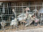 Farm Chicks