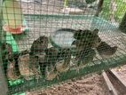 Farm Chicks