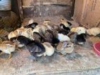Farm Chicks