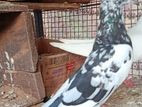 Pigeon