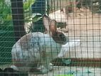 Rabbits