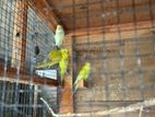 Love Birds