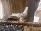 Healthy Breeding Pair