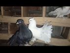 Pigeons