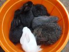 Rabbits