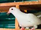 Pigeon