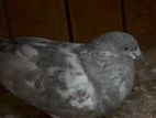 Pigeons
