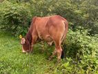 Male Cow