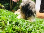 Shih Tzu Male Dog for Crossing