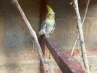 Cockatiel Birds