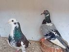 Pigeon