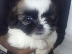 Shih Tzu Puppy