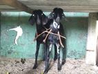 Goats