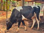 Farm Cow