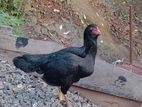 Black Hen