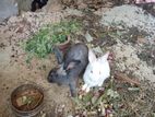 Rabbits