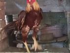 Aseel Rooster