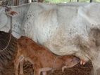 Good Milk Cow