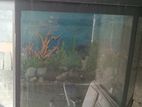Fish Tank
