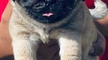 Pug Puppies