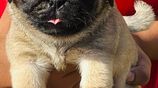 Pug Puppies