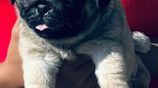 Pug Puppies