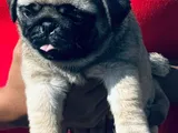 Pug Puppies