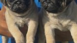 Pug Puppies