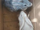 Rabbit Pair