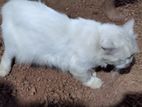 Persian Cat