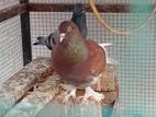 Pigeon
