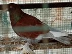 Pigeon