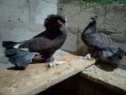 Pigeon