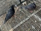 Pigeon