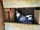 Pigeons